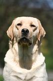 LABRADOR 1216